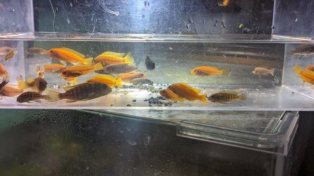 Image 4 of Juvenile Malawi cichlids £2 each or £40 for all that's left