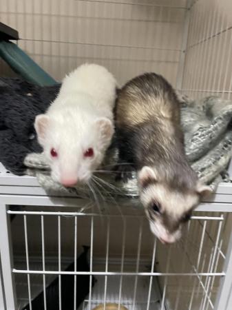 Image 2 of 2 female ferrets for sale