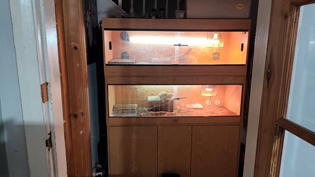 Image 4 of Twin set up with 2 Bearded Dragons