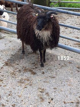 Preview of the first image of Ewes for sale Icelandic.