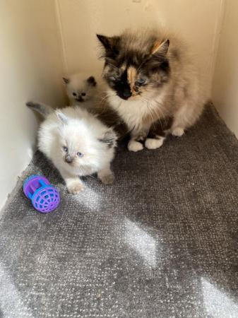 Image 2 of Ragdoll kittens ready to leave