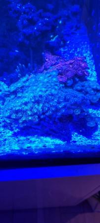 Image 11 of Fully loaded reef aquarium, marine, fish, coral, full set up