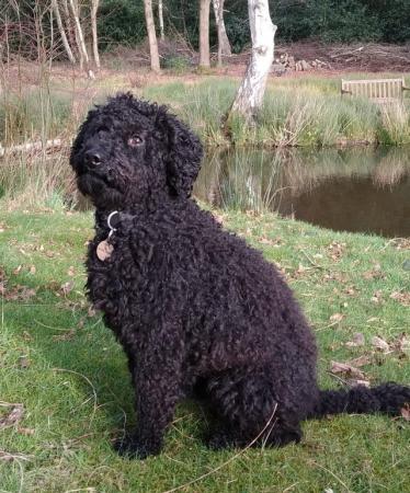 Image 3 of Toy Poodle Stud Dog - 4 year old proven stud