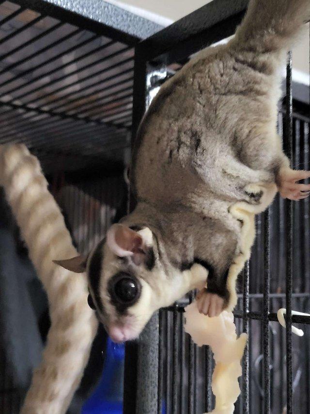 Preview of the first image of White Face Male Sugar Glider for sale.
