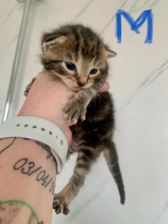Image 6 of Beatifully Marked Tabby Kittens
