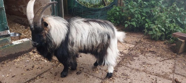 Image 3 of For sale entire Family of Pigmy goats