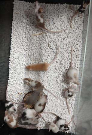 Image 20 of Baby Mice , Tri and mixed coloured