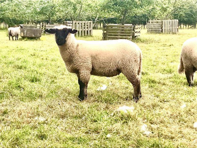 Preview of the first image of 5 month old Suffolk x Shropshire ewe lambs £250 for 2.