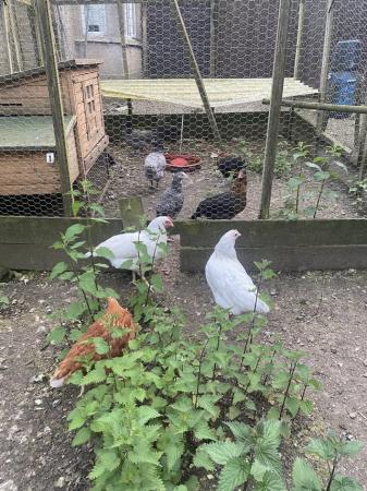 Image 3 of POL Chicken’s For Sale, all different breeds. Hens