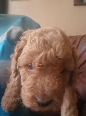 Image 14 of Fabulous F2 cockapoo pups for sale
