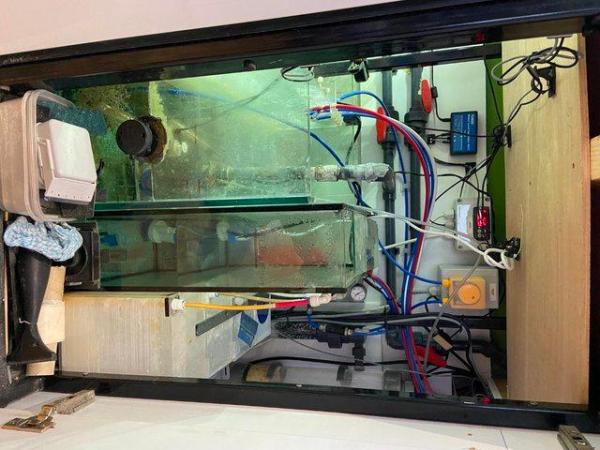 Image 5 of Salt Water Reef Tank System Full Set Up