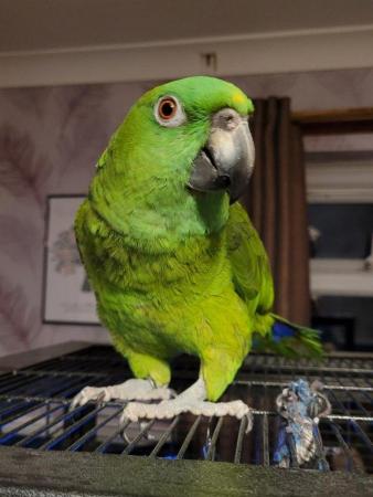 Image 6 of We are M&v bird and parrot rescue