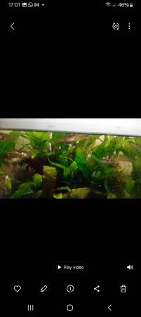 Image 2 of Mixed fish guppies mollies tetras mixed species