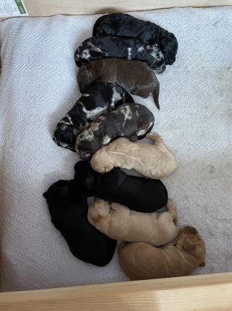 Image 11 of Miniature Labradoodle puppies