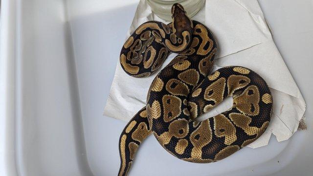 Image 22 of Whole collection of royal pythons for sale