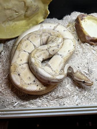 Image 1 of 5 year old male banana ball python and whole set up and food