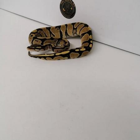 Image 2 of Fire ball python 2023 female 2 available.