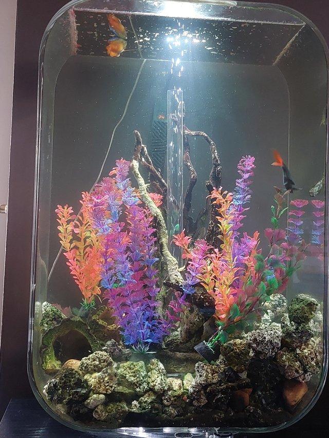 Preview of the first image of 60L Biord fish tank and fish and decor.