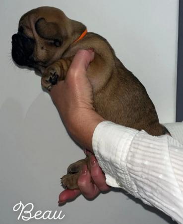 Image 5 of Health & dna tested Copperbull lines kc French bulldogs