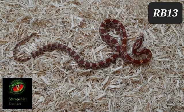 Image 1 of Rare strawberry cream, rootbeer and stripe corn snakes