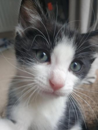 Image 4 of Was £150 now £100 Reduced kitten for sale
