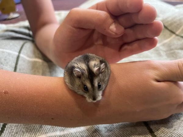Image 5 of Baby Russian Dwarf hamsters for sale