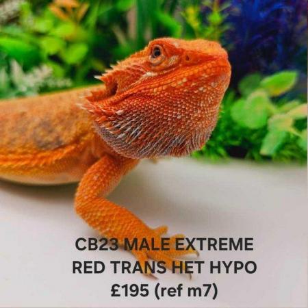 Image 11 of Lots of bearded dragon morphs available
