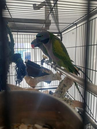 Image 4 of Derbyan parrot looking for a knowledgeable home