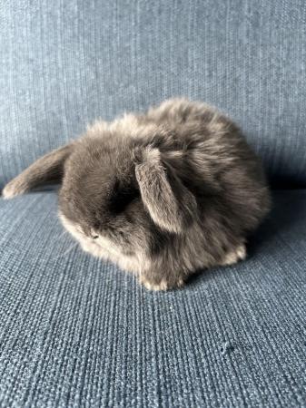 Image 5 of Gorgeous blue mini lop babies ready 6th May