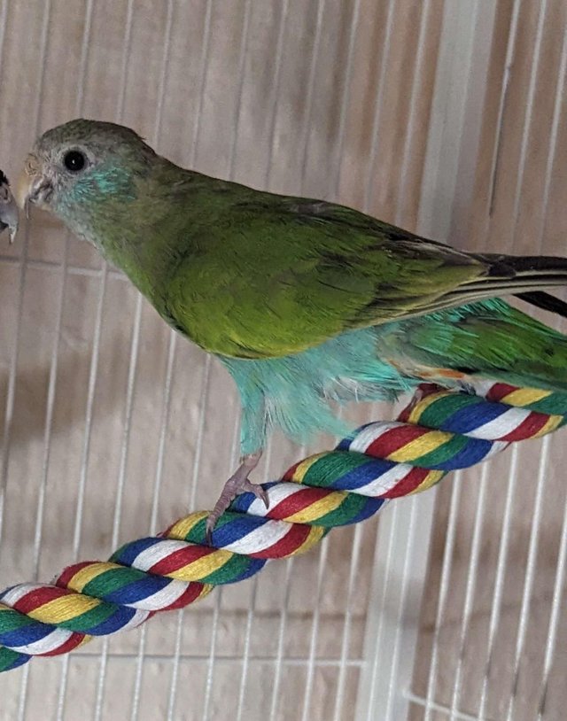 Preview of the first image of Hooded Parrot Female Psephotus dissimilis.