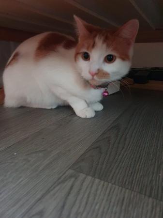 Image 4 of 1 year old female cat for sale