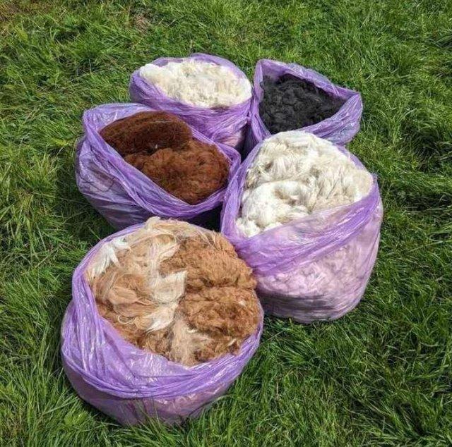 Preview of the first image of Raw alpaca fleeces in various colours for sale.