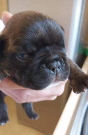 Image 7 of French Bulldog Puppies for sale