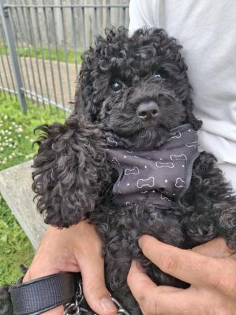 Image 11 of Beautiful cavapoo puppies from DNA tested parents