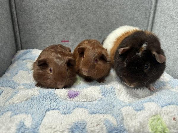 Image 4 of Guinea pigs baby boars / Teddy