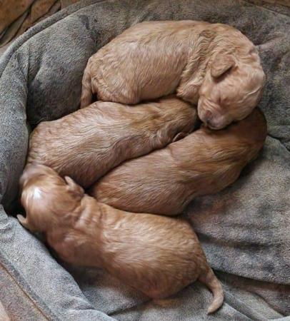 Image 10 of Fabulous F2 cockapoo pups for sale