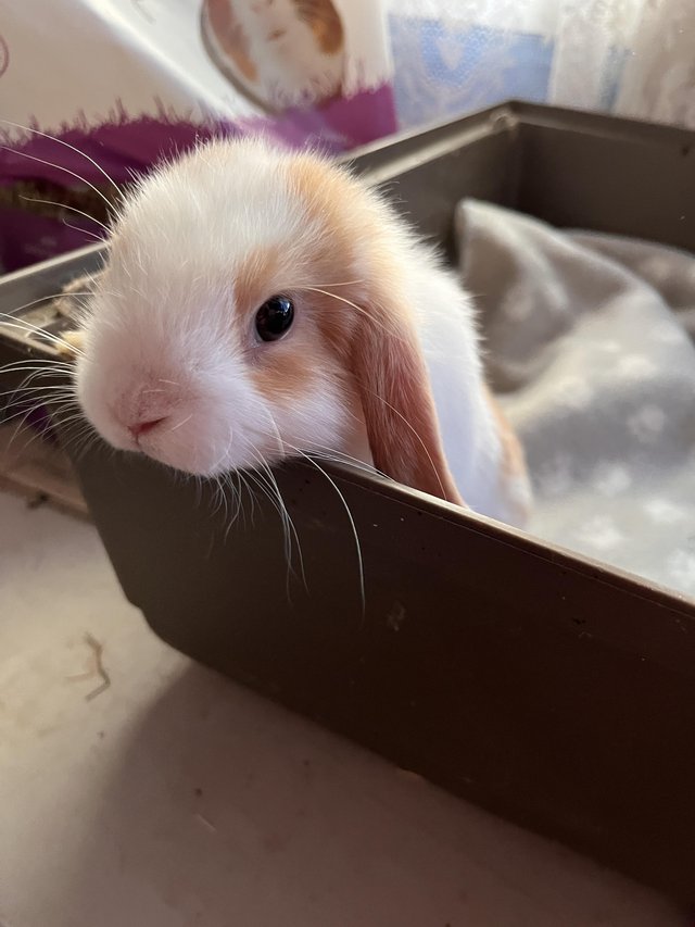 Mini lop pure bred male blue and white — photo 4 of 4