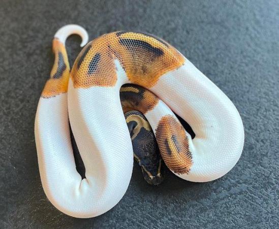 Image 18 of Ball/ Royal  python hatchlings