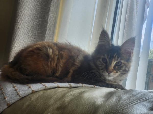 Image 1 of Maine Coon kittens Ginger, Calico, tortoiseshell Ready Now!