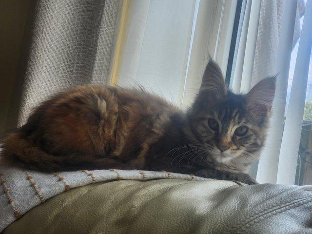 Preview of the first image of Maine Coon kittens Ginger, Calico, tortoiseshell Ready Now!.