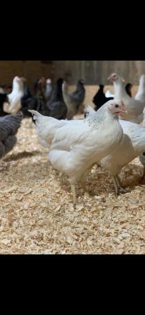 Image 3 of Chickens various breeds POL hen
