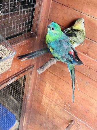 Image 1 of One pair bonded red rump parrot for sale