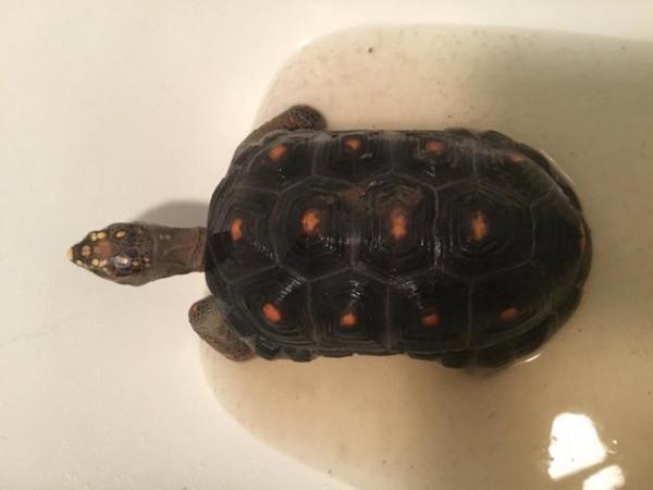 Image 1 of 2 male redfoot tortoises for sale