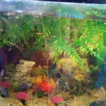 Image 3 of Guppies for sale £10 for 10. Need rehoming