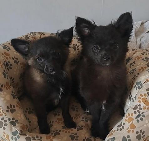 Image 1 of Long coat male chihuahua puppies