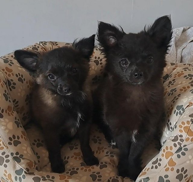 Preview of the first image of Long coat male chihuahua puppies.