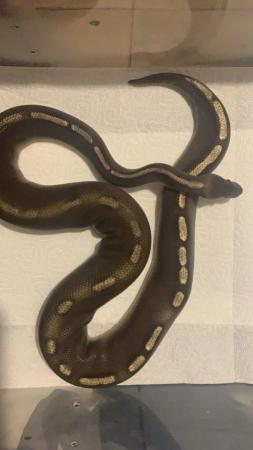 Image 3 of Ball pythons for sale in sittingbourne