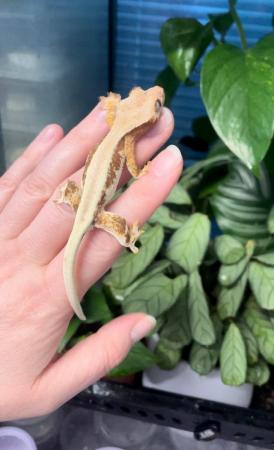 Image 1 of Lilly Whites Crested Gecko