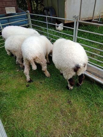Image 7 of Pedigree blacknose Valais breeding ewes a family of 4