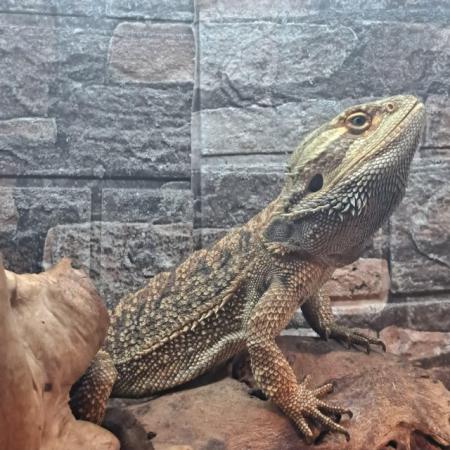 Image 2 of Normal male bearded dragon